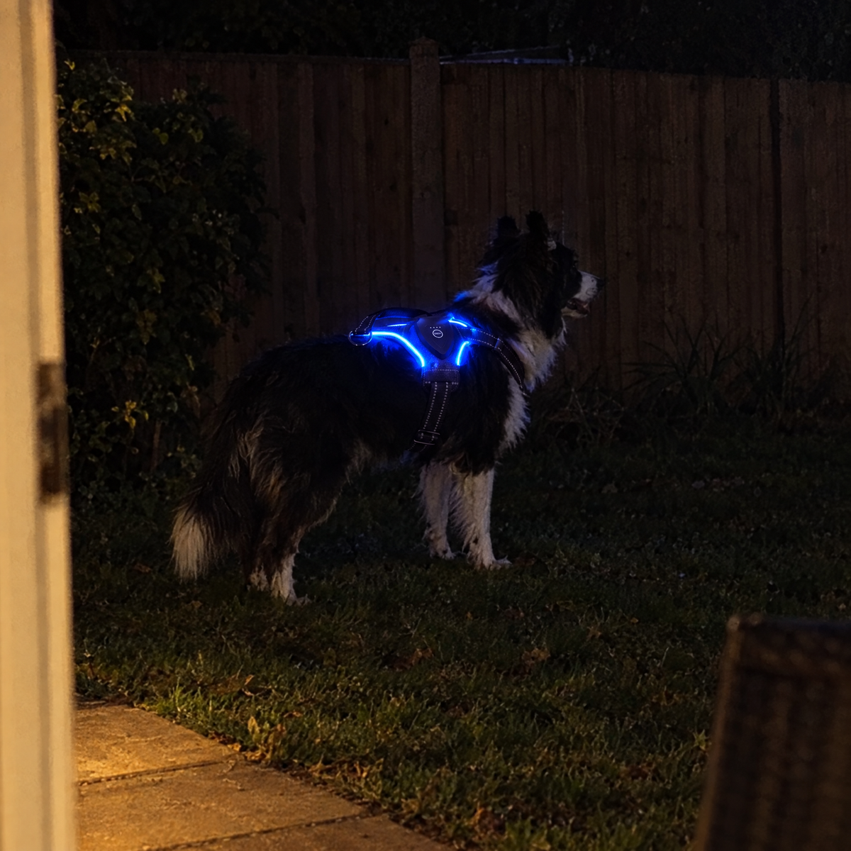 Blue: border collie at the end of a dark yard, easy to spot by the blue glow