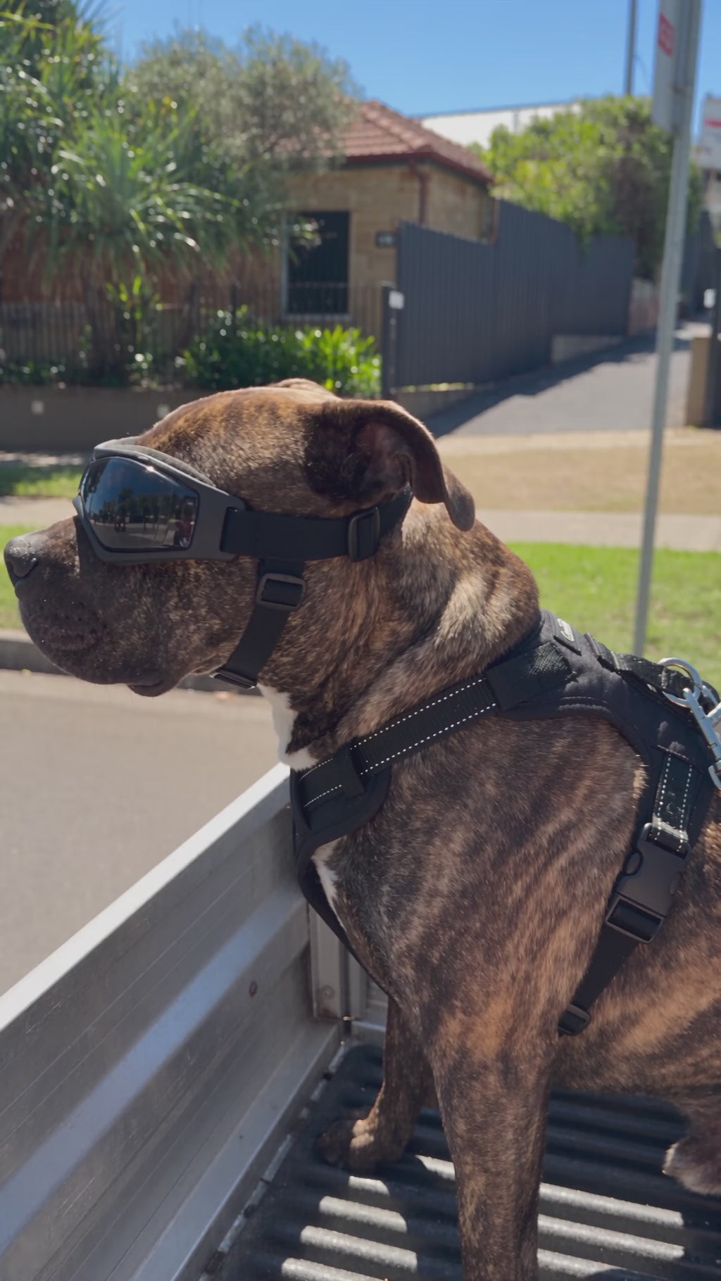 Dog Goggles For The Car Window