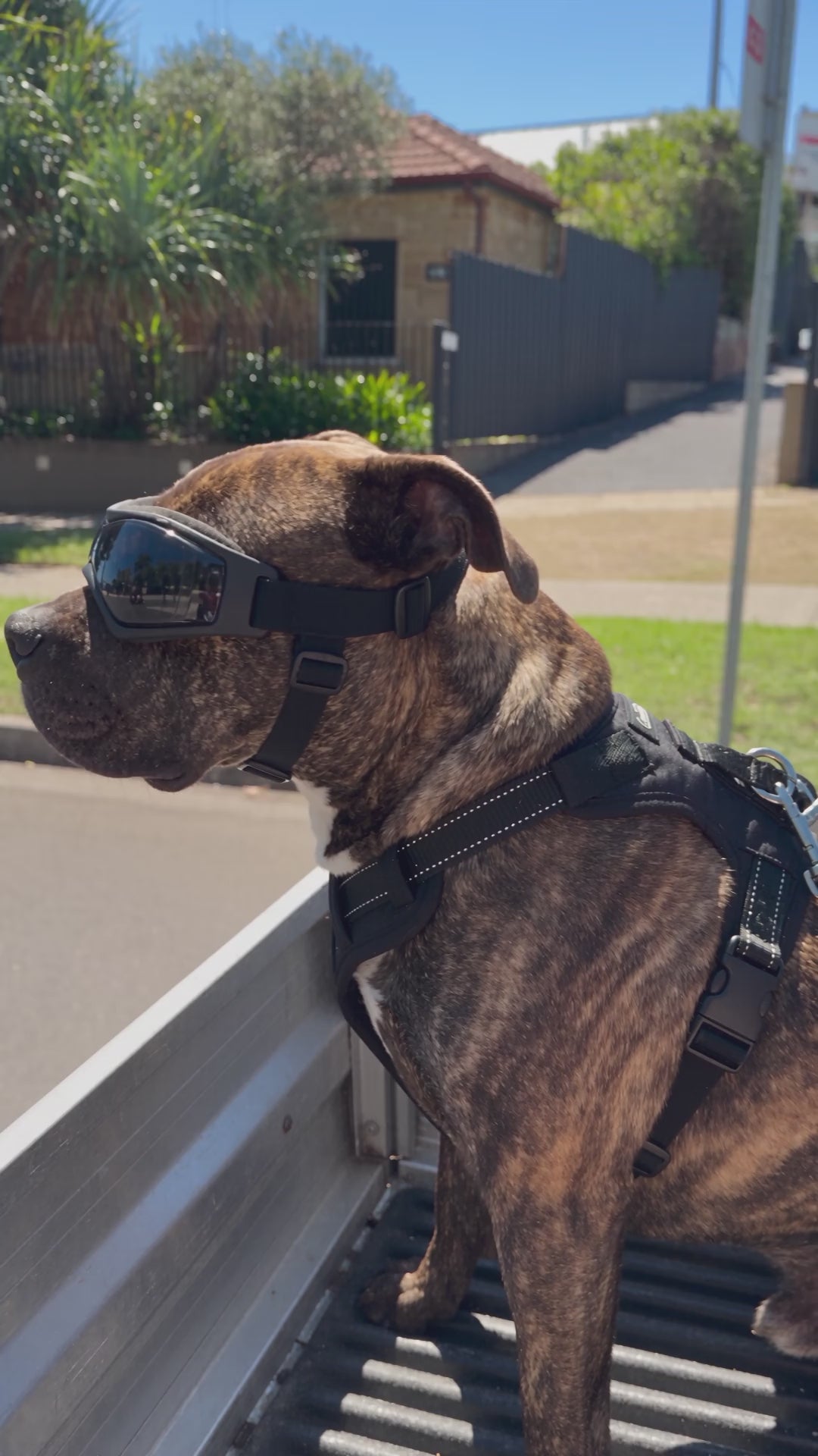Dog Goggles For The Car Window