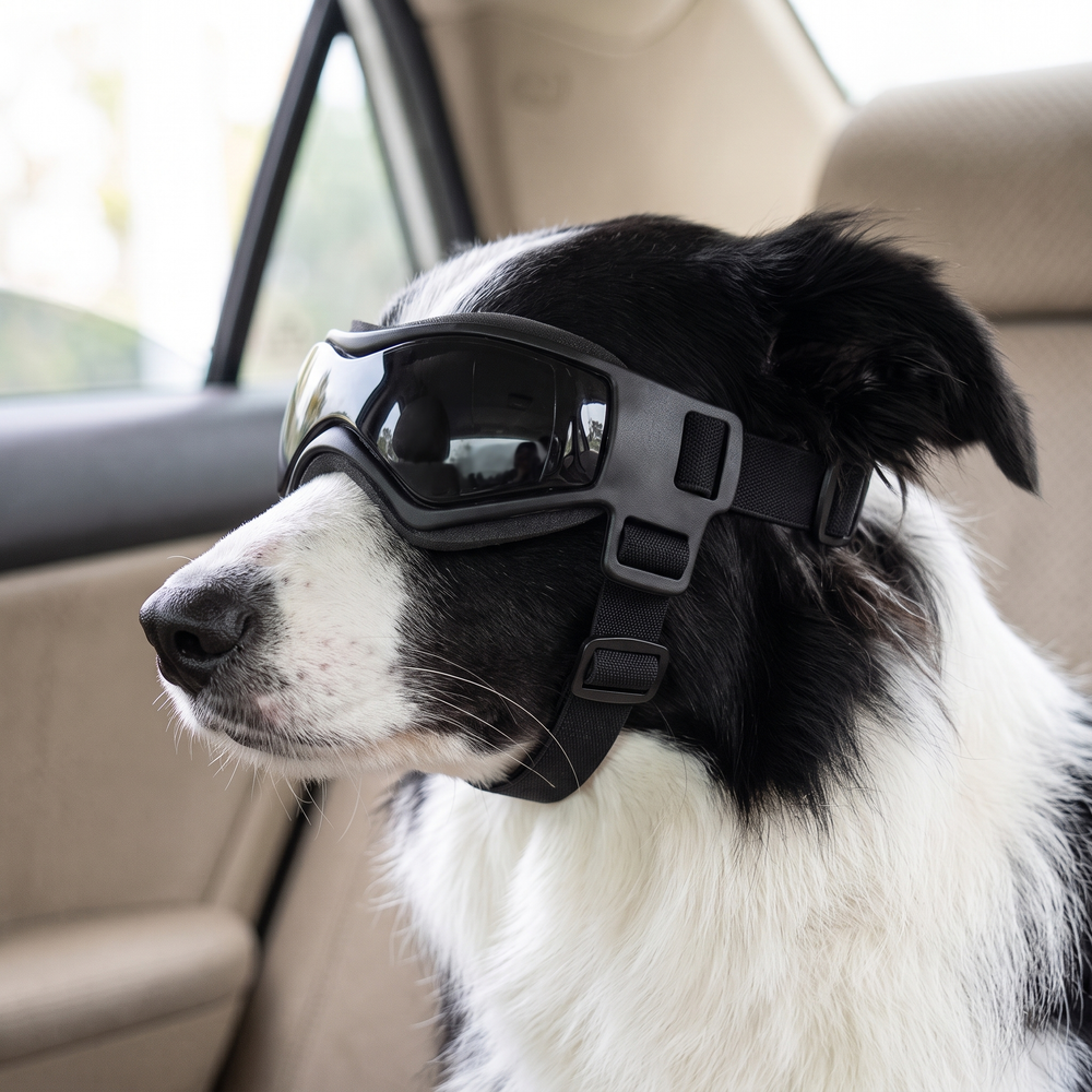 Border collie wearing the goggles, head strap behind the ears and chin strap underneath